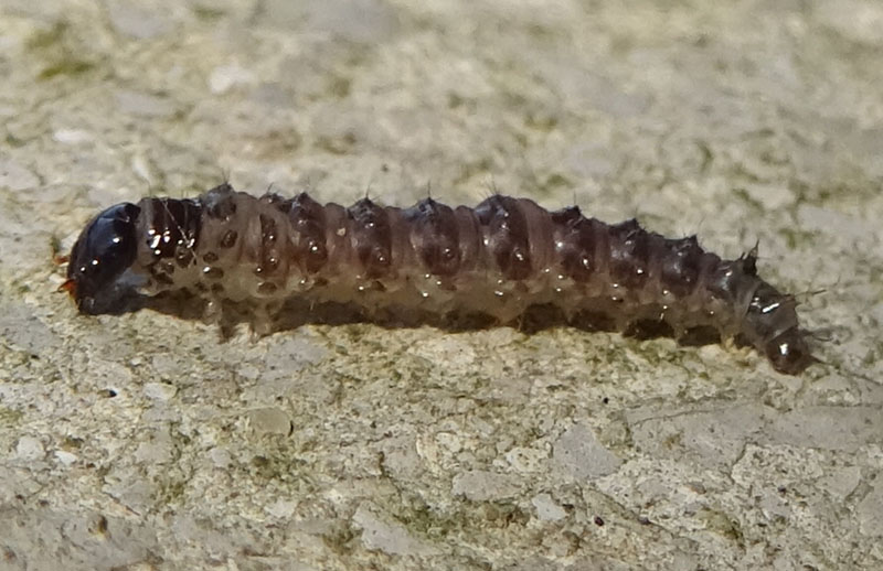 non so.........larva di Mecoptera Panorpidae